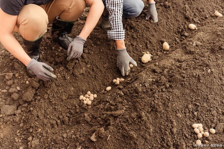 两膜土豆种植技术视频怎么学？-图2