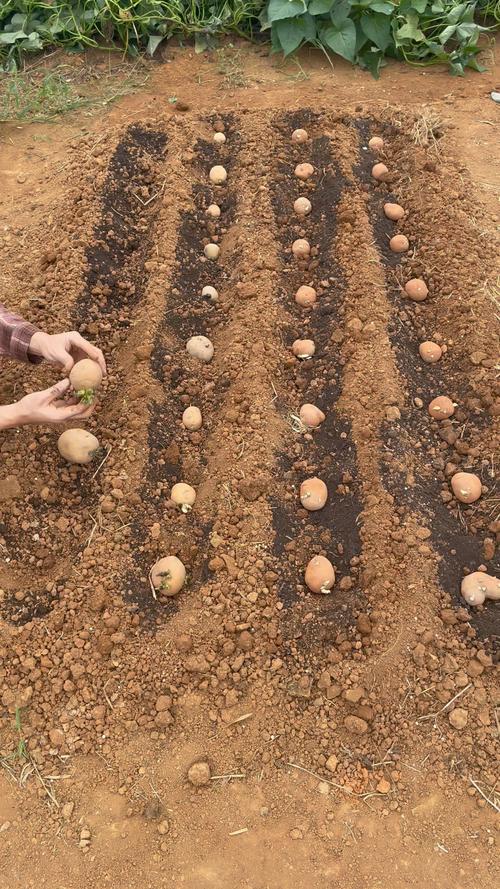 两膜土豆种植技术视频怎么学？-图3