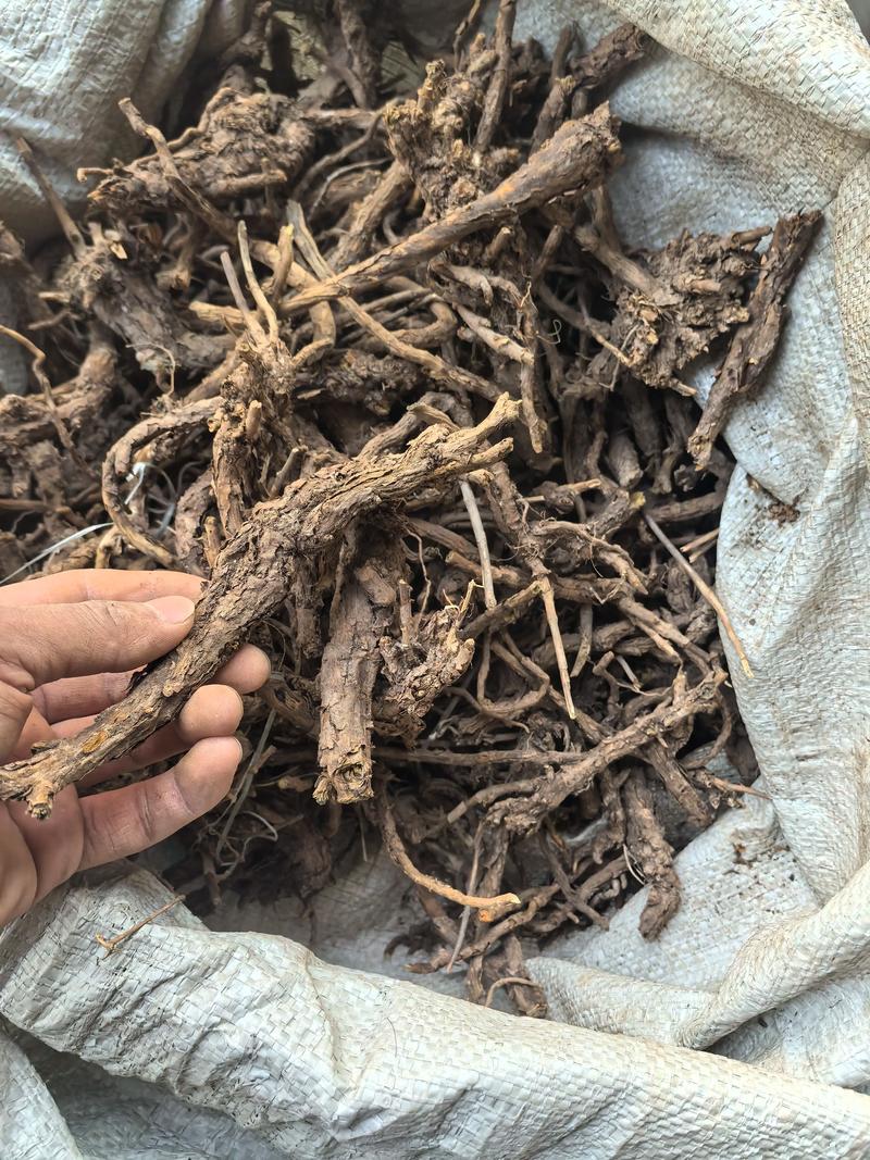 2025猪苓最新价格多少？-图1