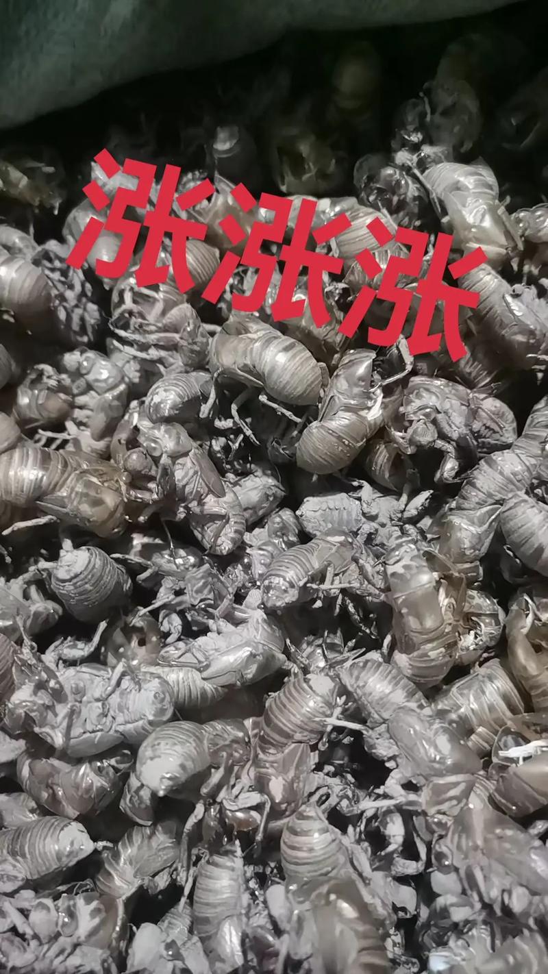 2025河南蝉蜕价格会涨还是跌？-图1