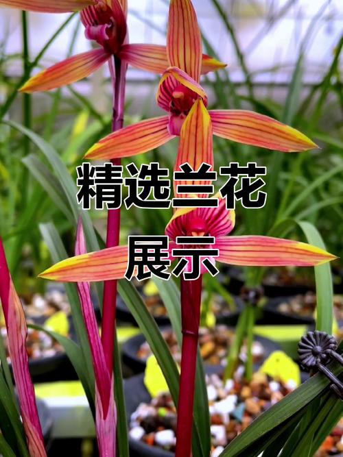 兰花品种哪个最好？-图2