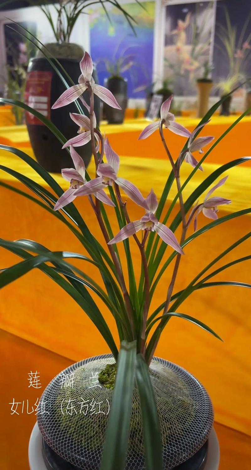 兰花品种哪个最好？-图3
