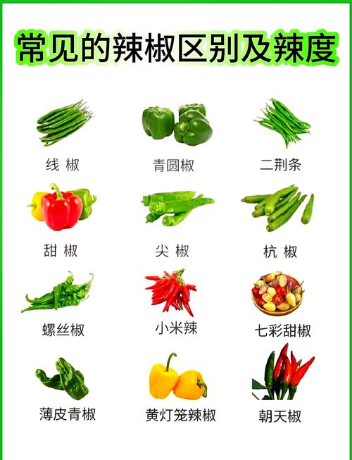 辣椒品种到底有多少种？-图2