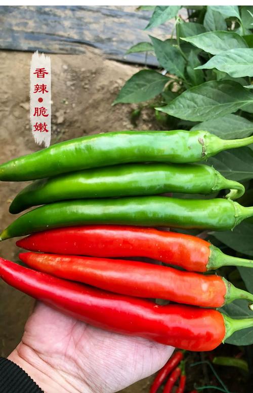 辣椒品种到底有多少种？-图3