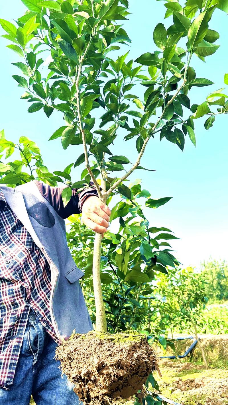 当前柑橘品种哪个最好？-图1