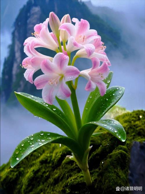 君子兰品种有哪些？看图识花全在这！-图1