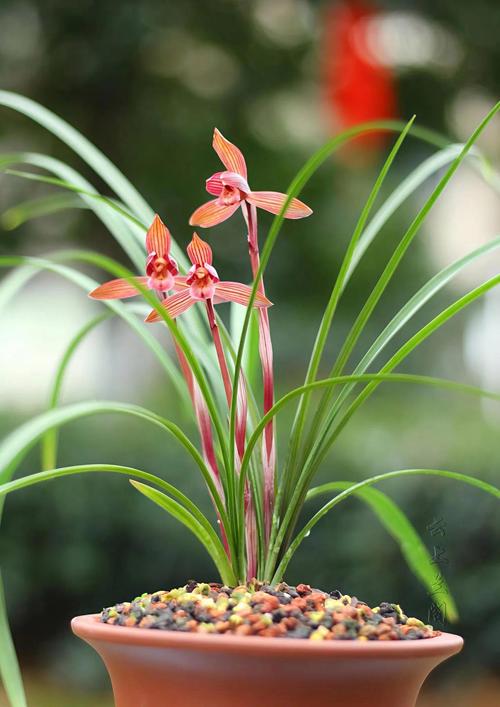 兰花品种与图片大全有哪些？-图1