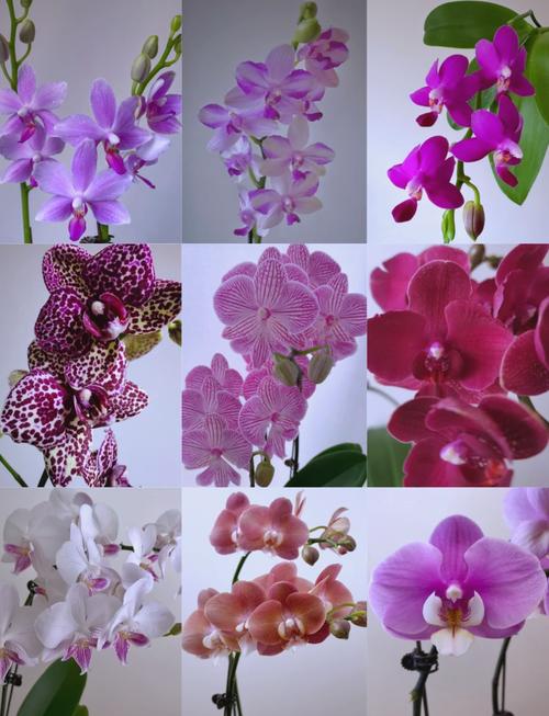 花的品种图片大全有哪些常见种类？-图1