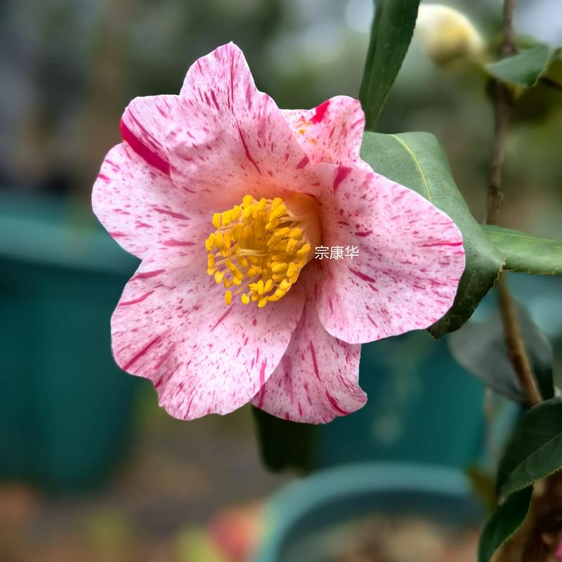 花的品种图片大全有哪些常见种类？-图3