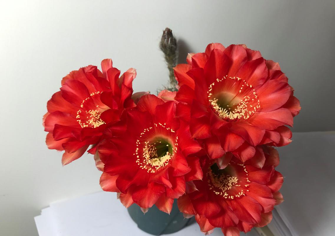 哪些仙人球品种会开花？-图1