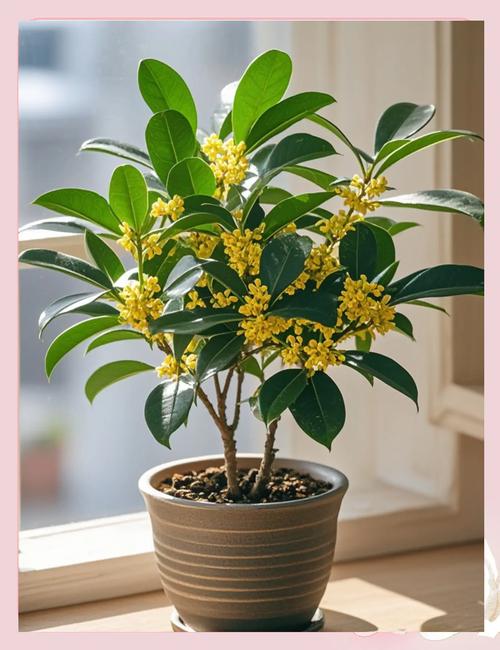 桂花树品种有哪些？图片怎么识别？-图1