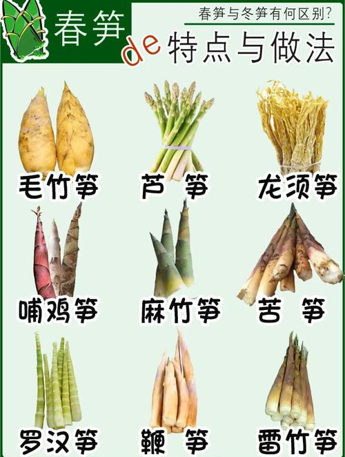 竹笋的品种及图片大全-图1