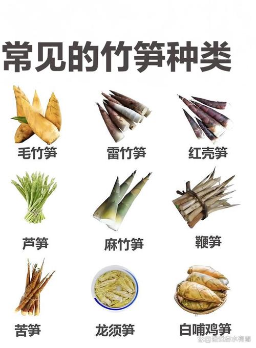 竹笋的品种及图片大全-图3