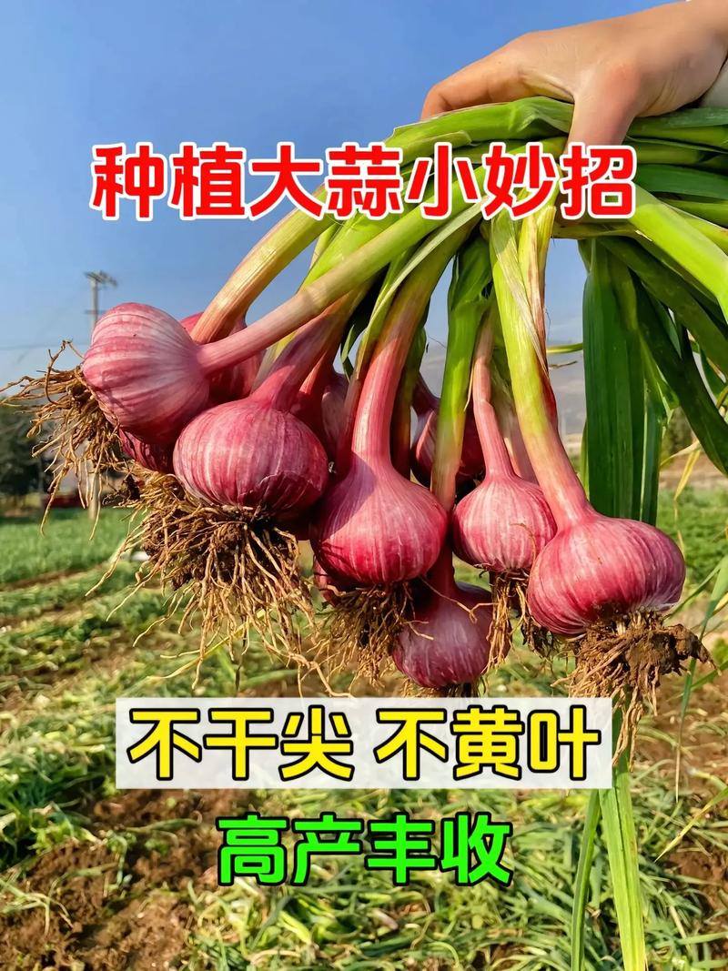 紫皮大蒜如何种植技术-图2