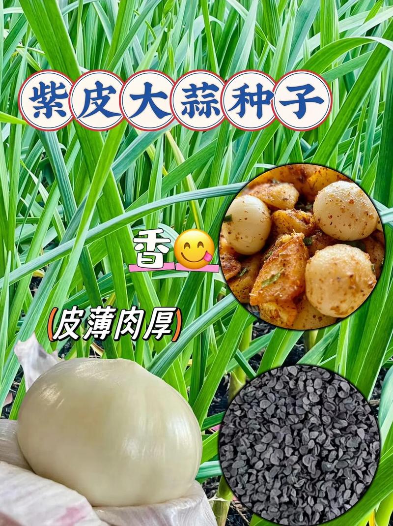 紫皮大蒜如何种植技术-图3