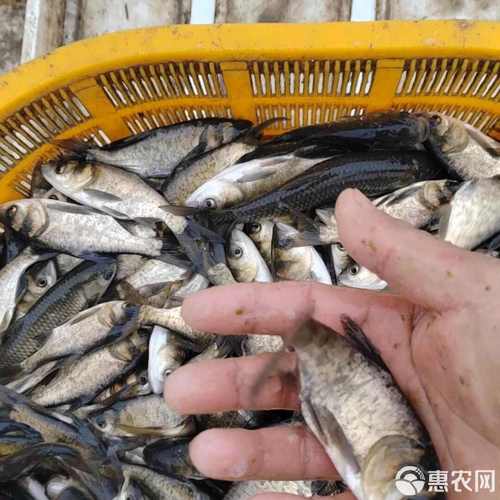 2025夏花鱼苗价格行情如何？-图1