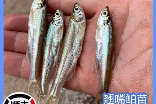 2025夏花鱼苗价格行情如何？-图2