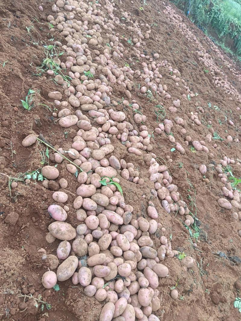 2025马铃薯价格会涨还是跌？-图2