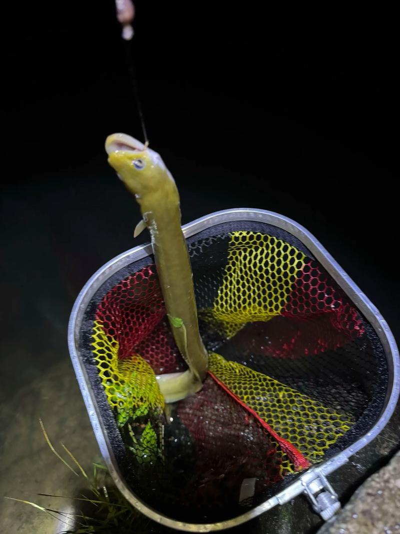 2025福建鳗鱼价格将涨还是跌？-图2