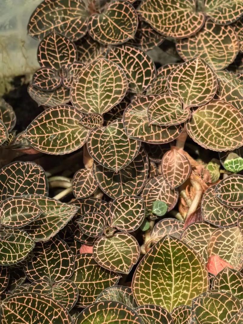 金线莲种植视频，新手必看技巧有哪些？-图1