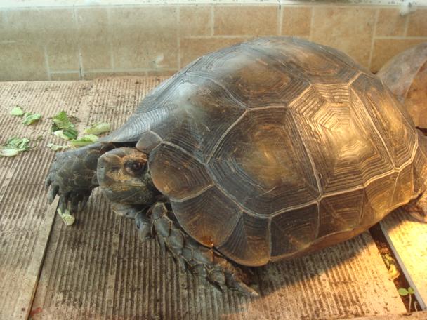 黑靴陆龟批发价多少？-图1