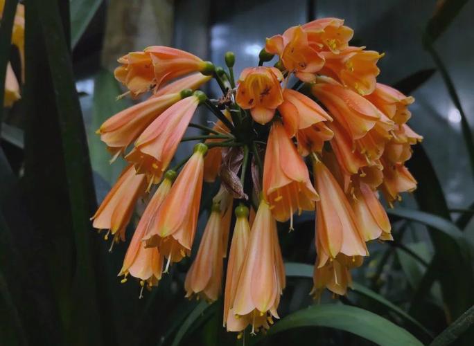 垂笑君子兰是否值得养？-图2