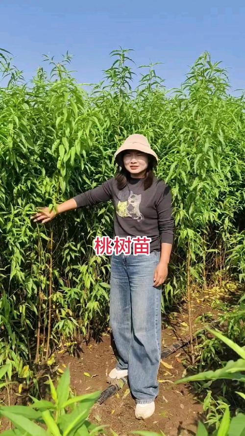 刘光战桃苗新品种有哪些特点？-图3