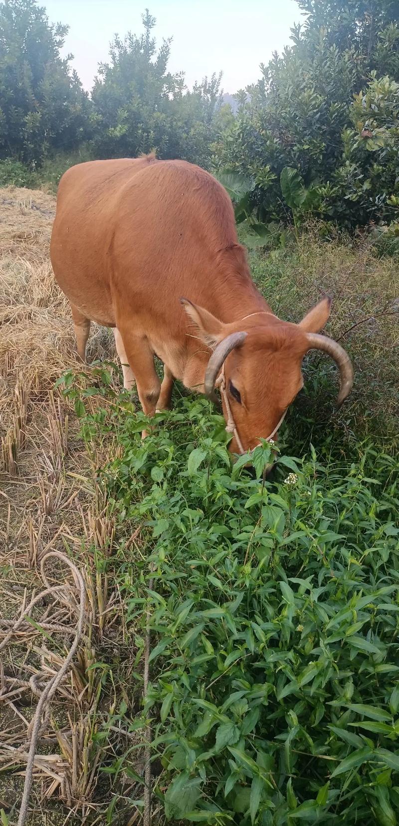 沙牛养殖技术视频教程怎么学？-图3