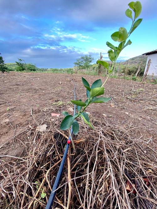 柠檬树为何长刺？是特殊品种吗？-图1