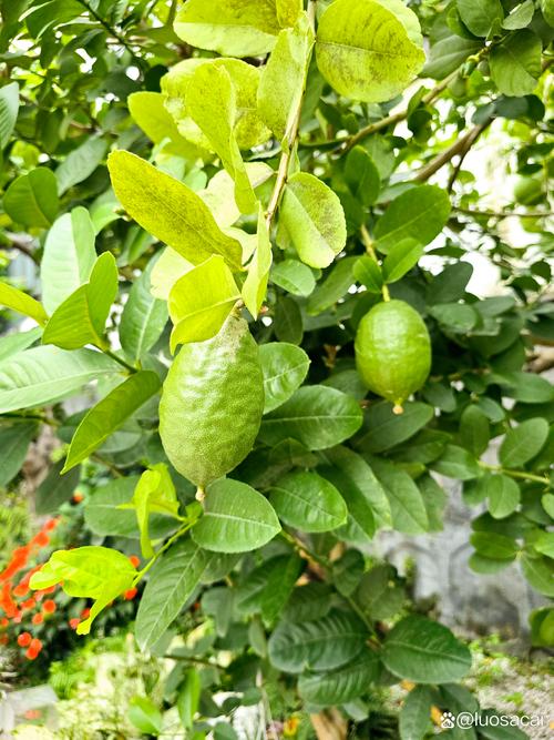 柠檬树为何长刺？是特殊品种吗？-图3