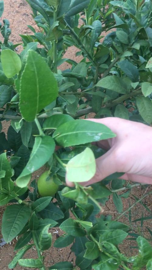 柠檬树为何长刺？是特殊品种吗？-图2