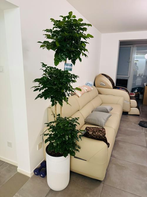 幸福树到底有几个品种？快来看看图片认识一下吧！-图1