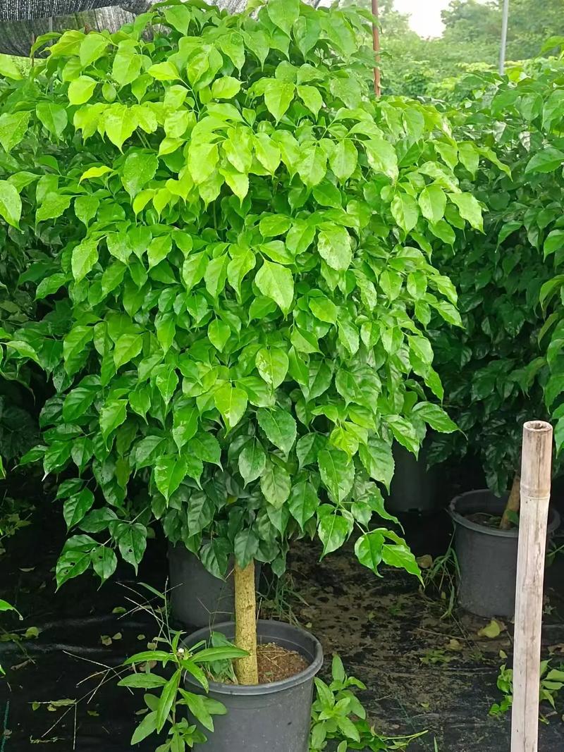 幸福树到底有几个品种？快来看看图片认识一下吧！-图2