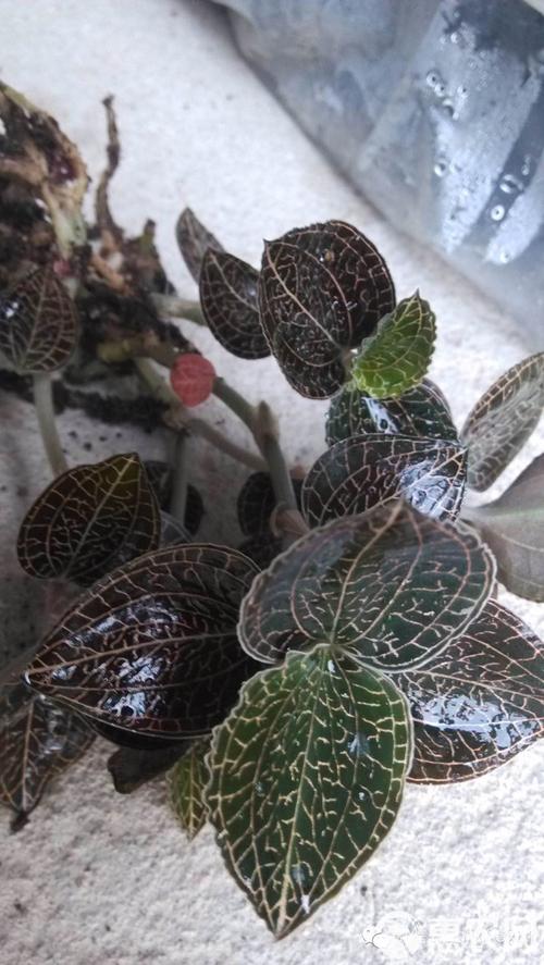 金线莲品种有哪些？-图3