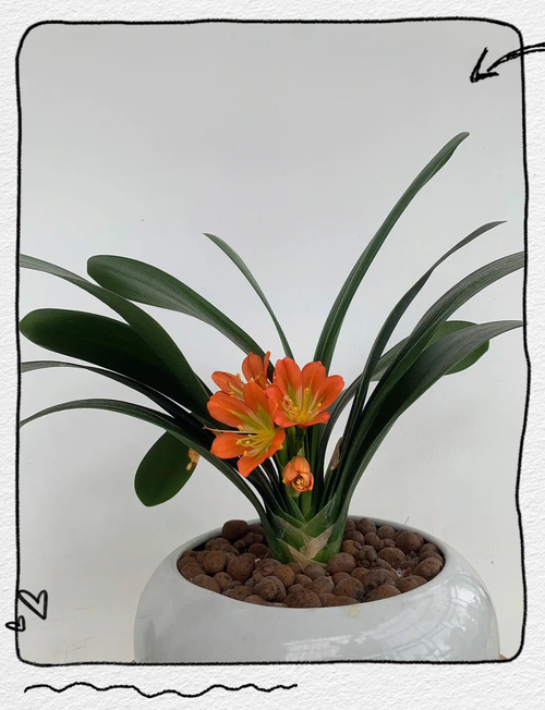 君子兰哪个品种颜值最高？-图1