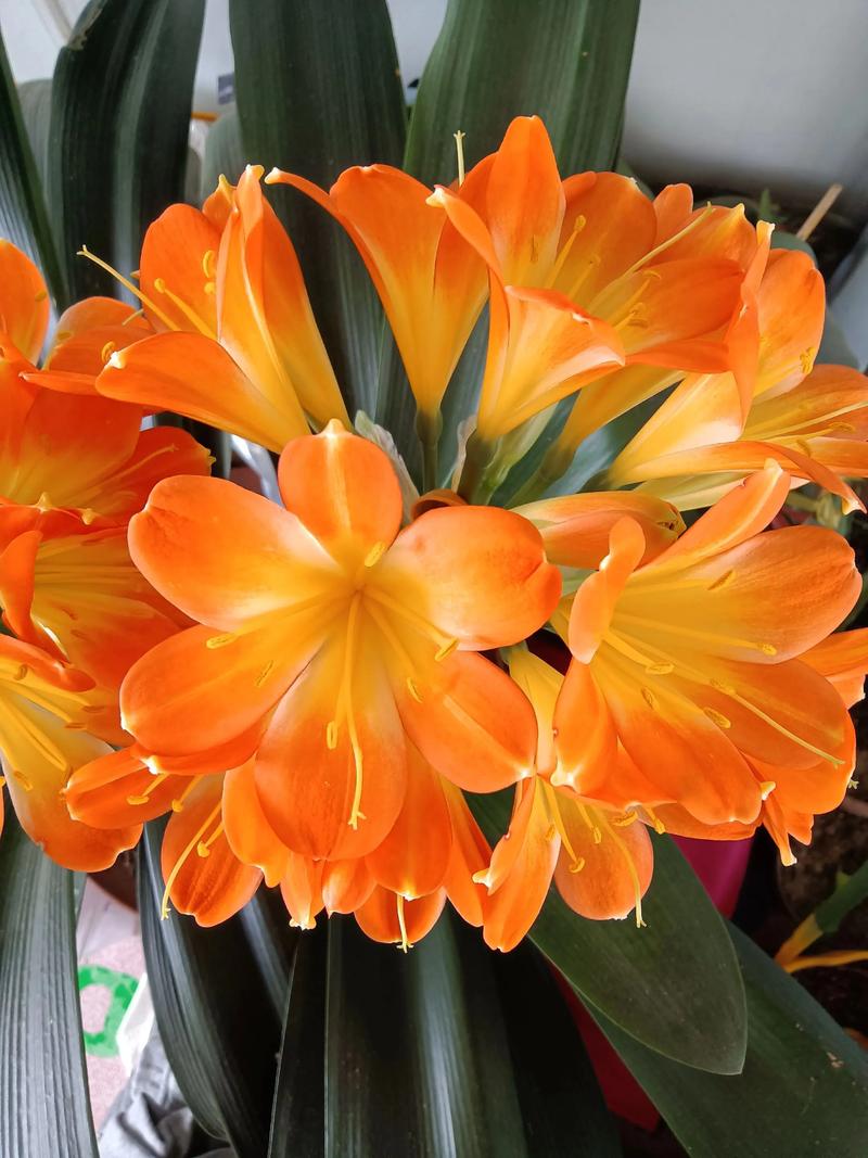 君子兰哪个品种颜值最高？-图2