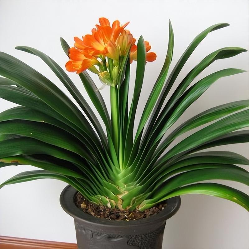 君子兰哪个品种颜值最高？-图3