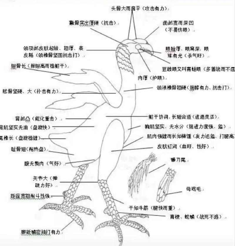 如何挑选优质小斗鸡品种？-图2