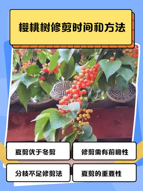 大樱桃树修剪，如何高效管理？-图1