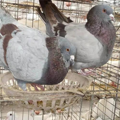 肉鸽怎么养？这套养殖技术培训教材能帮到你吗？-图3