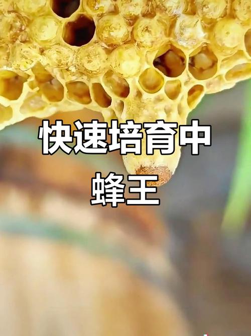 中蜂育王技术视频，关键步骤有哪些？-图2