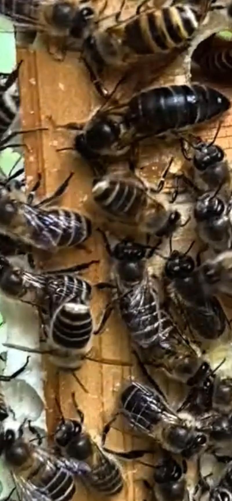 中蜂育王技术视频，关键步骤有哪些？-图1