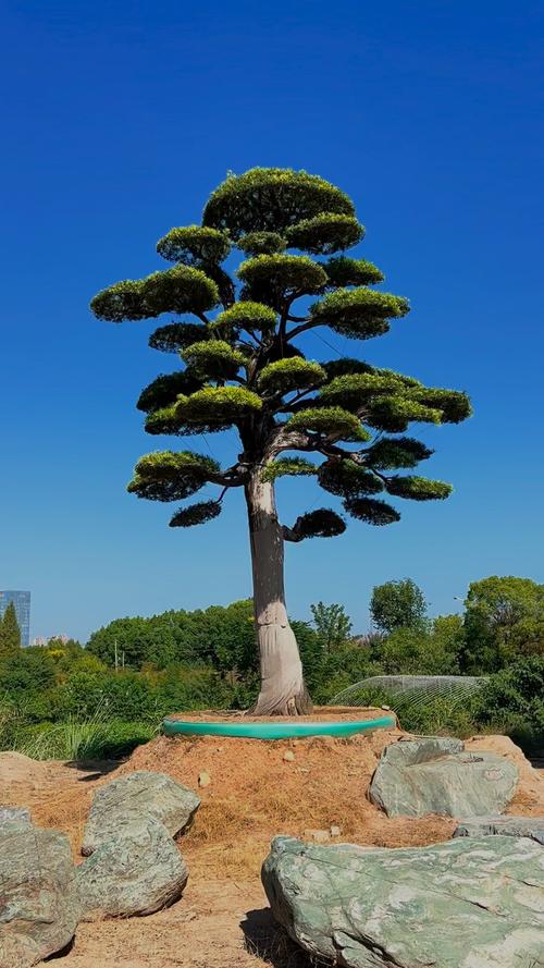 哪种罗汉松品种最好？-图1