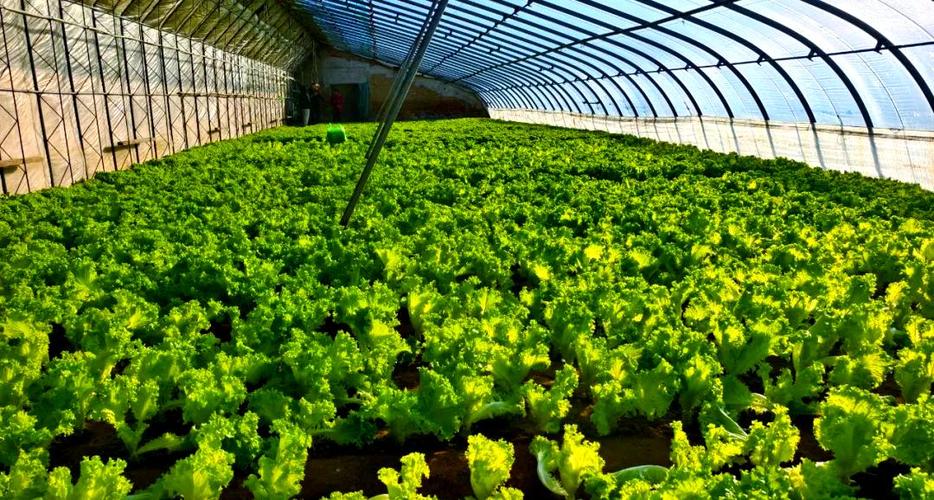 高产生菜技术视频，如何轻松实现高产？-图2