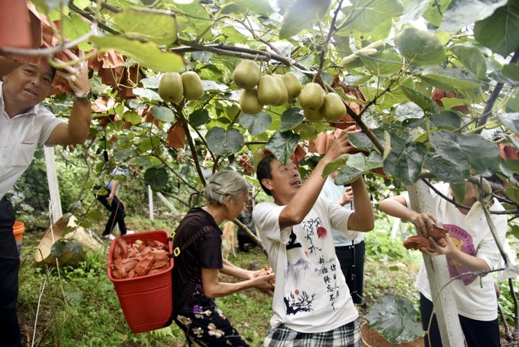 猕猴桃种植新技术视频有哪些要点？-图1