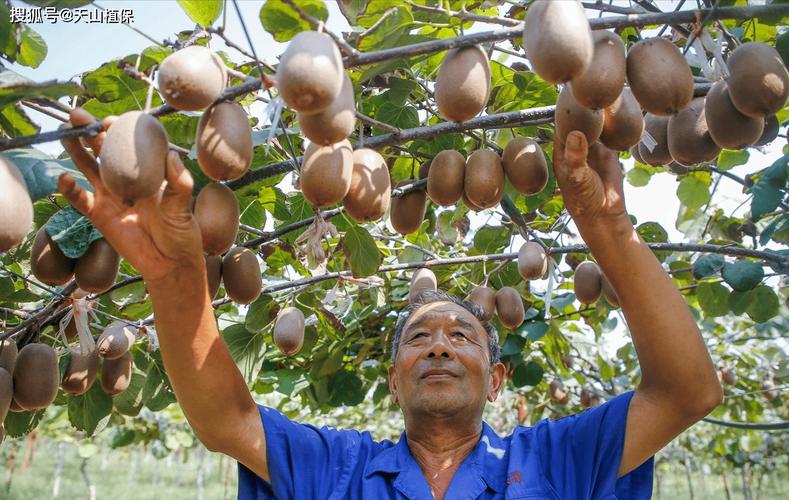 猕猴桃种植新技术视频有哪些要点？-图2