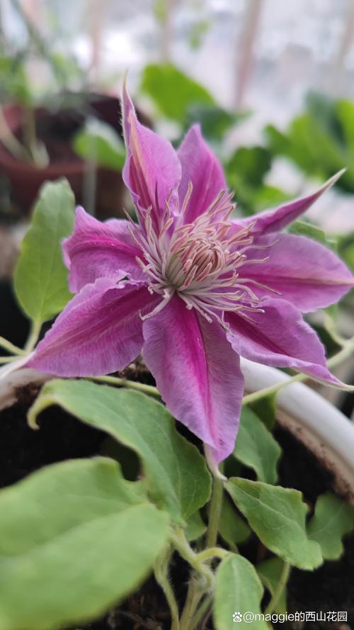 花期长又勤花的铁线莲有哪些品种？-图1