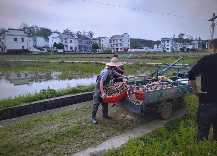 藕鳅套养技术视频，如何实现共生高效？-图1