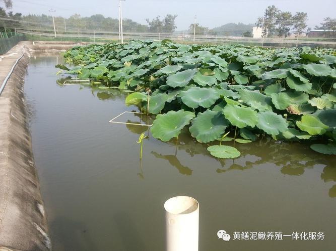 藕鳅套养技术视频，如何实现共生高效？-图3
