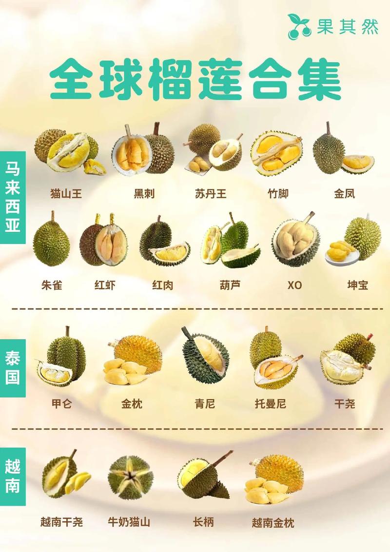 榴莲品种到底有多少？-图1